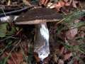 Leccinum variicolor var.bertauxii - Vielverfrbrnder Birkenpilz - Bad Schmiedeberg